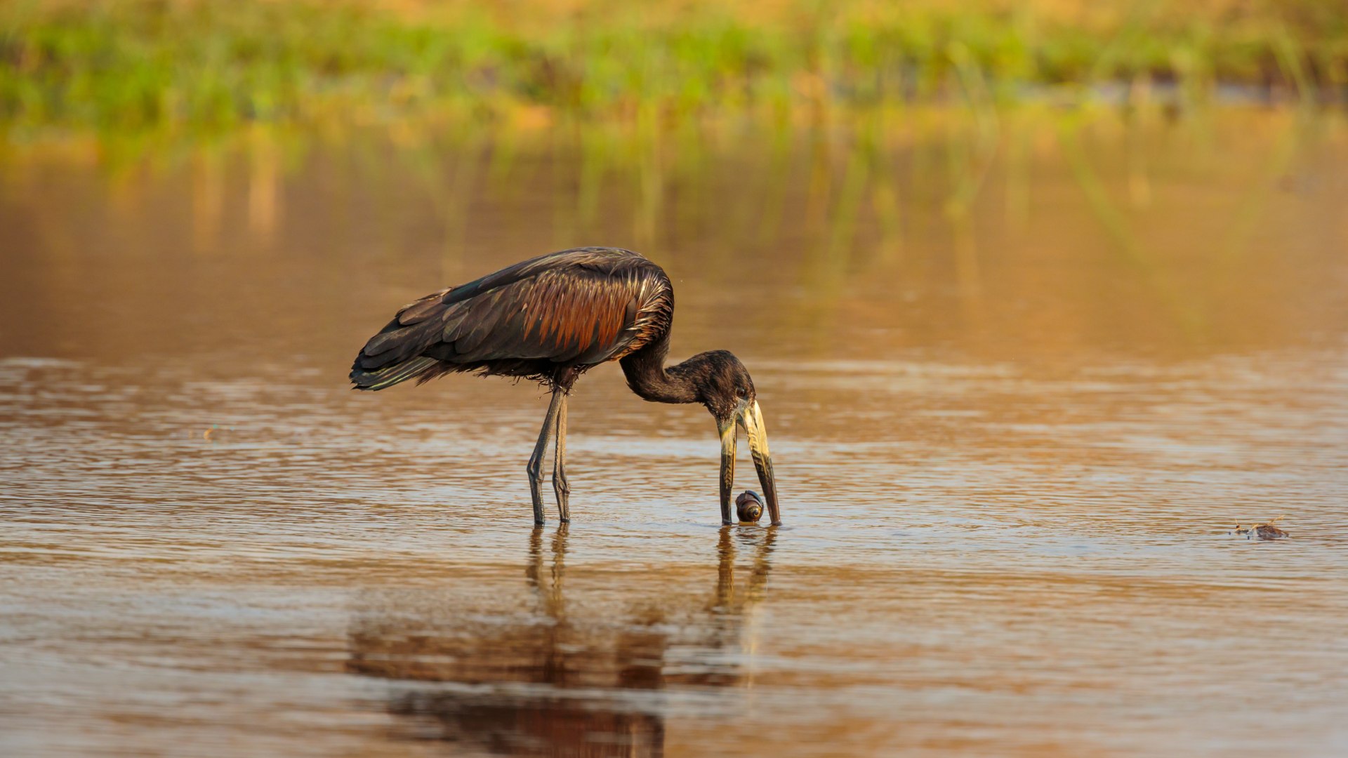 Botswanas Tierparadiese und Naturwunder entdecken